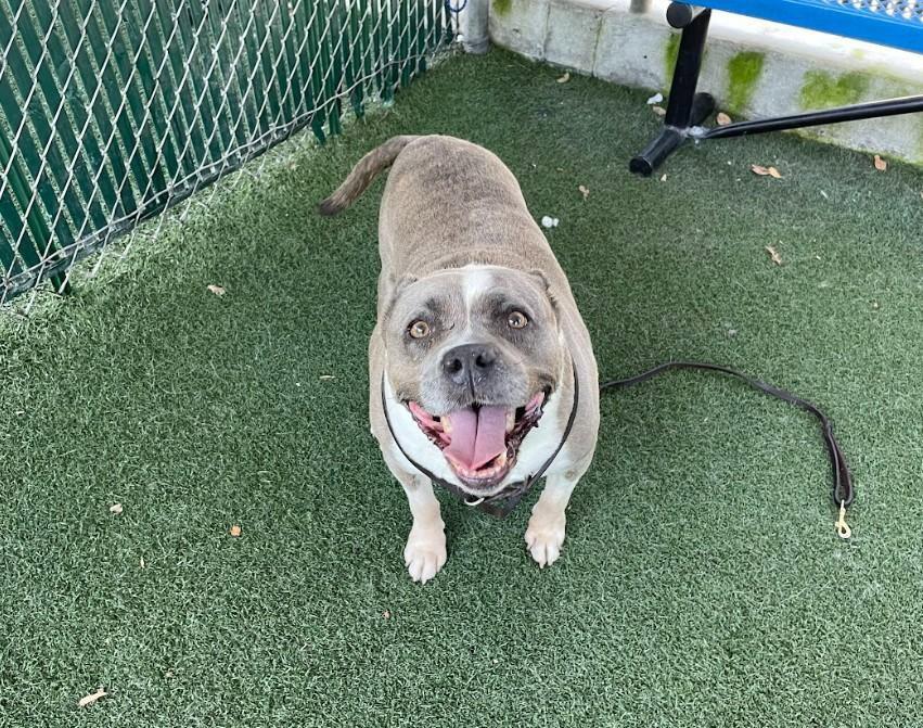 Enlarge Polly, a Adoptable Pit Bull Terrier in San Diego, CA image 2/3