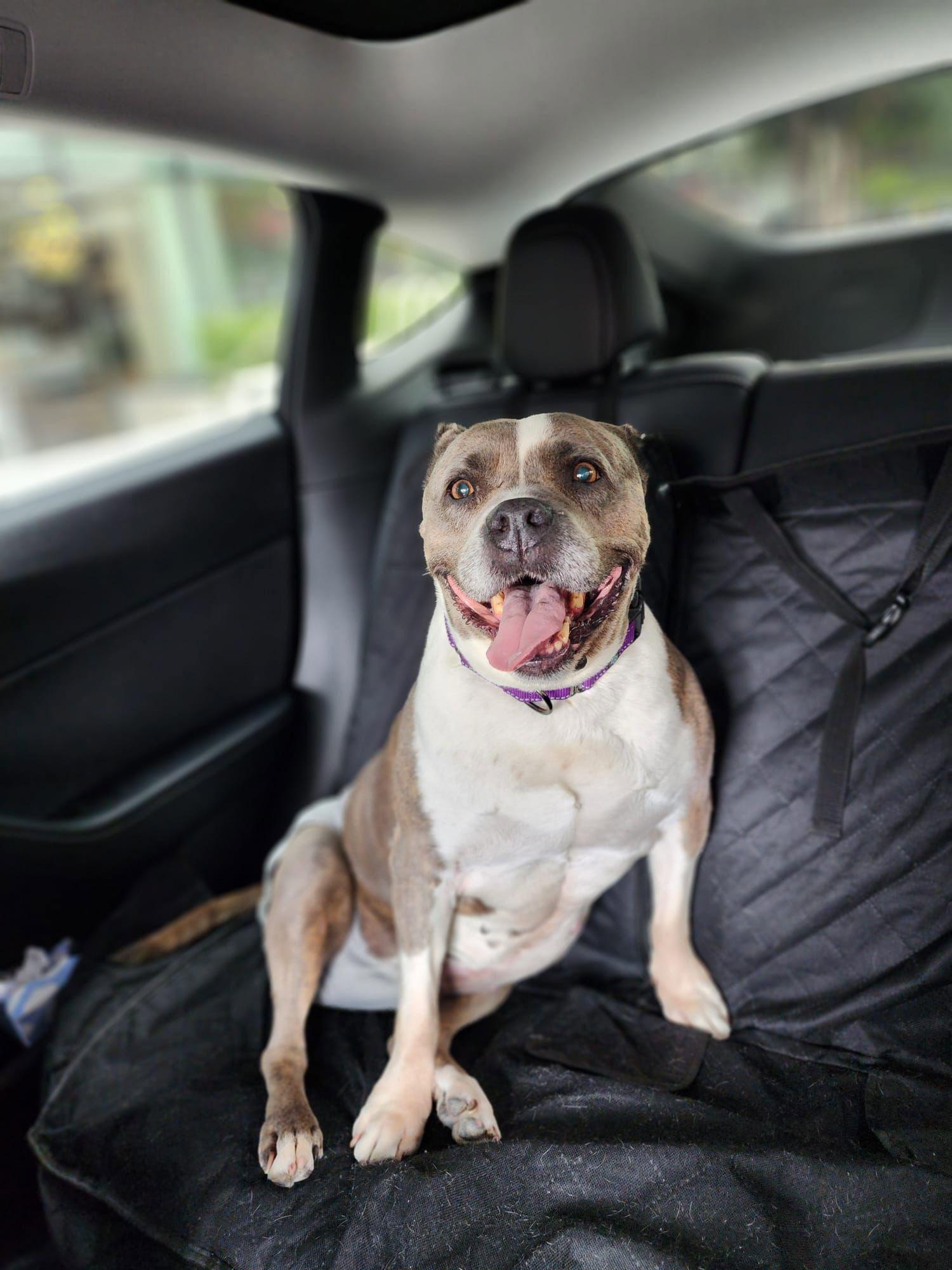 Enlarge Polly, a Adoptable Pit Bull Terrier in San Diego, CA image 3/3