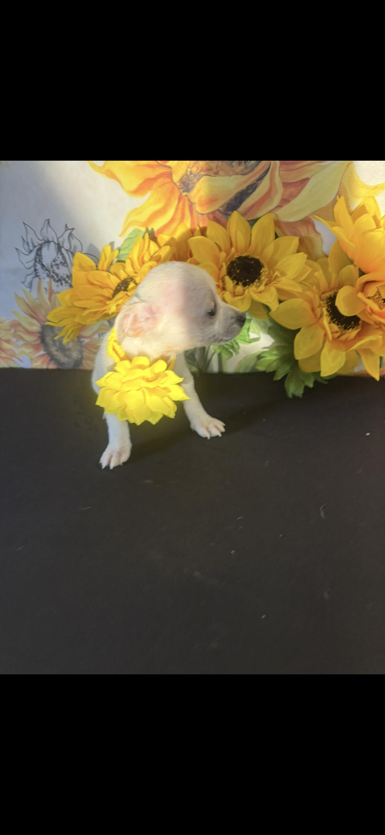 Aloha , adopted, Puppy Female Chihuahua.