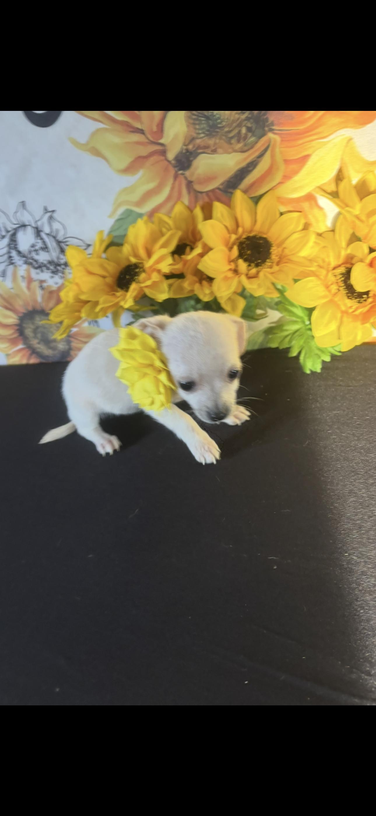 Aloha , an adopted Chihuahua in Cottonwood, CA image 2/6