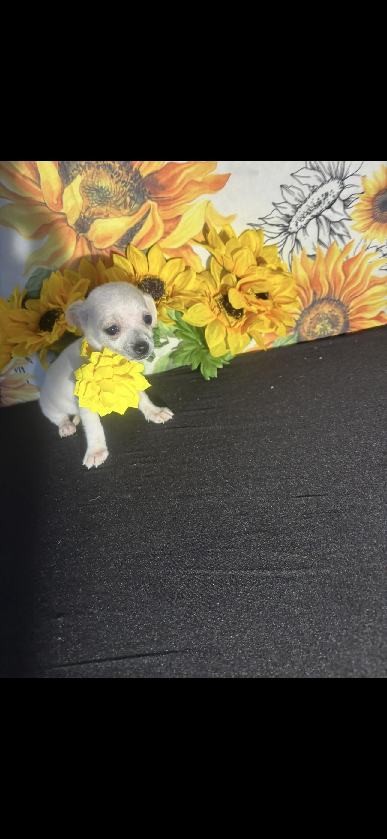 Aloha , an adopted Chihuahua in Cottonwood, CA image 3/6