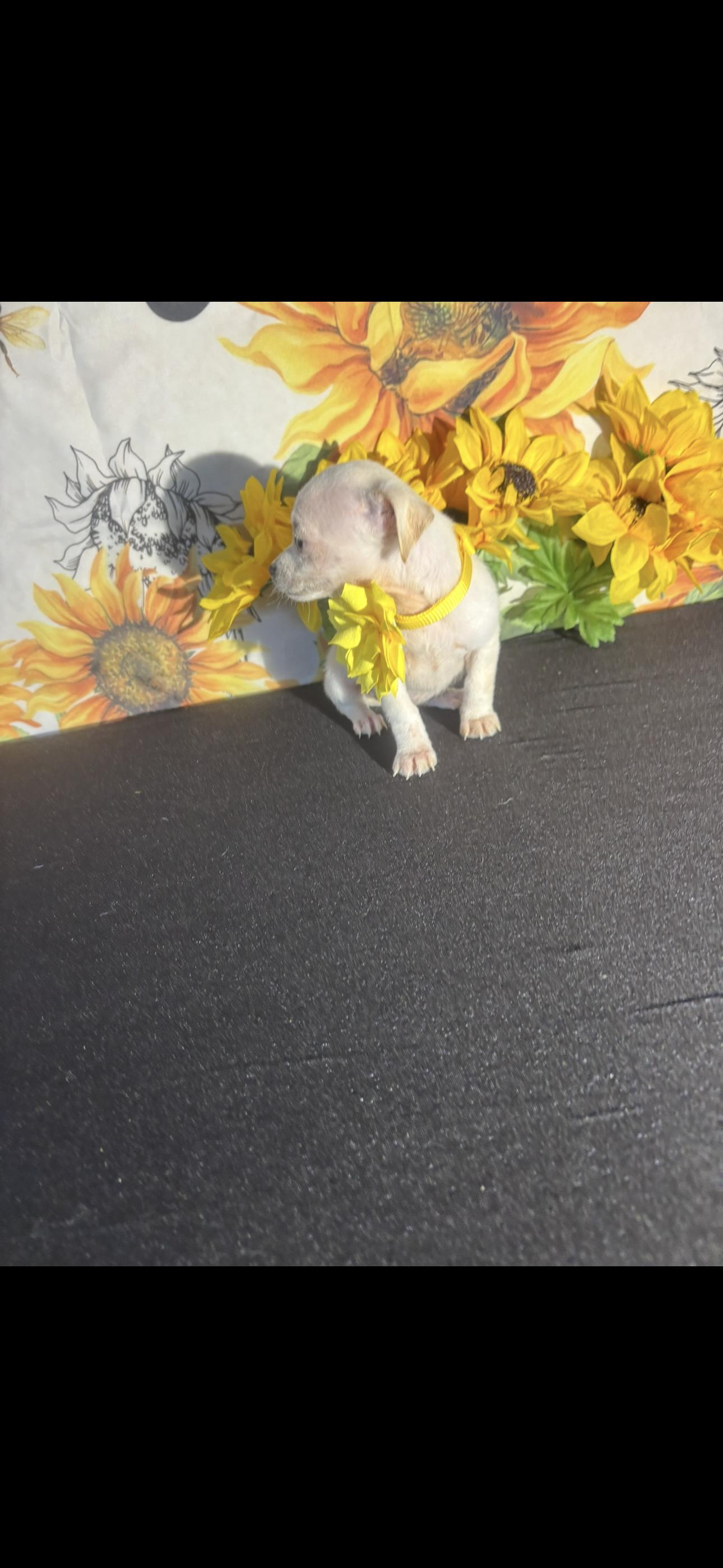 Aloha , an adopted Chihuahua in Cottonwood, CA image 4/6