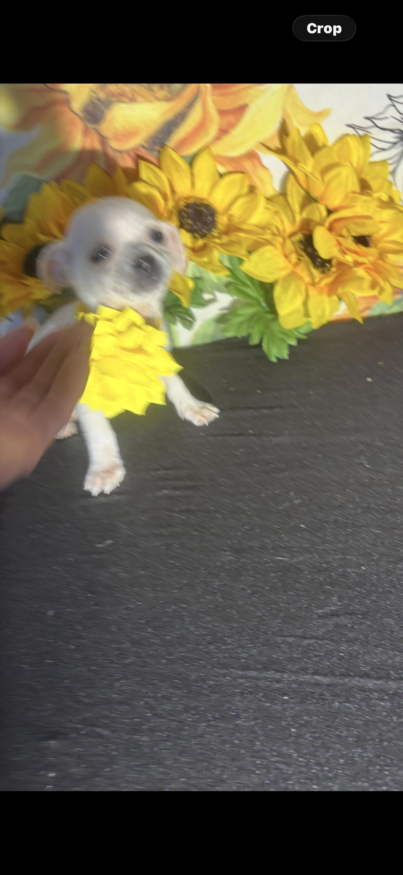 Aloha , an adopted Chihuahua in Cottonwood, CA image 5/6