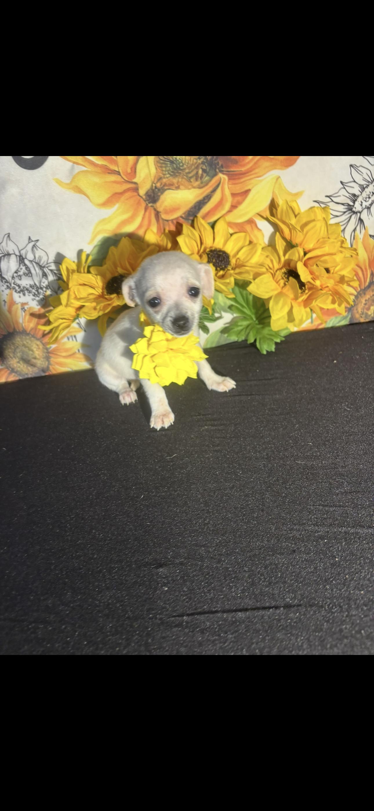 Aloha , an adopted Chihuahua in Cottonwood, CA image 6/6