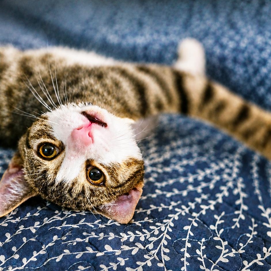 Toby, a ADOPTABLE Domestic Short Hair in West Orange, NJ image 2/3