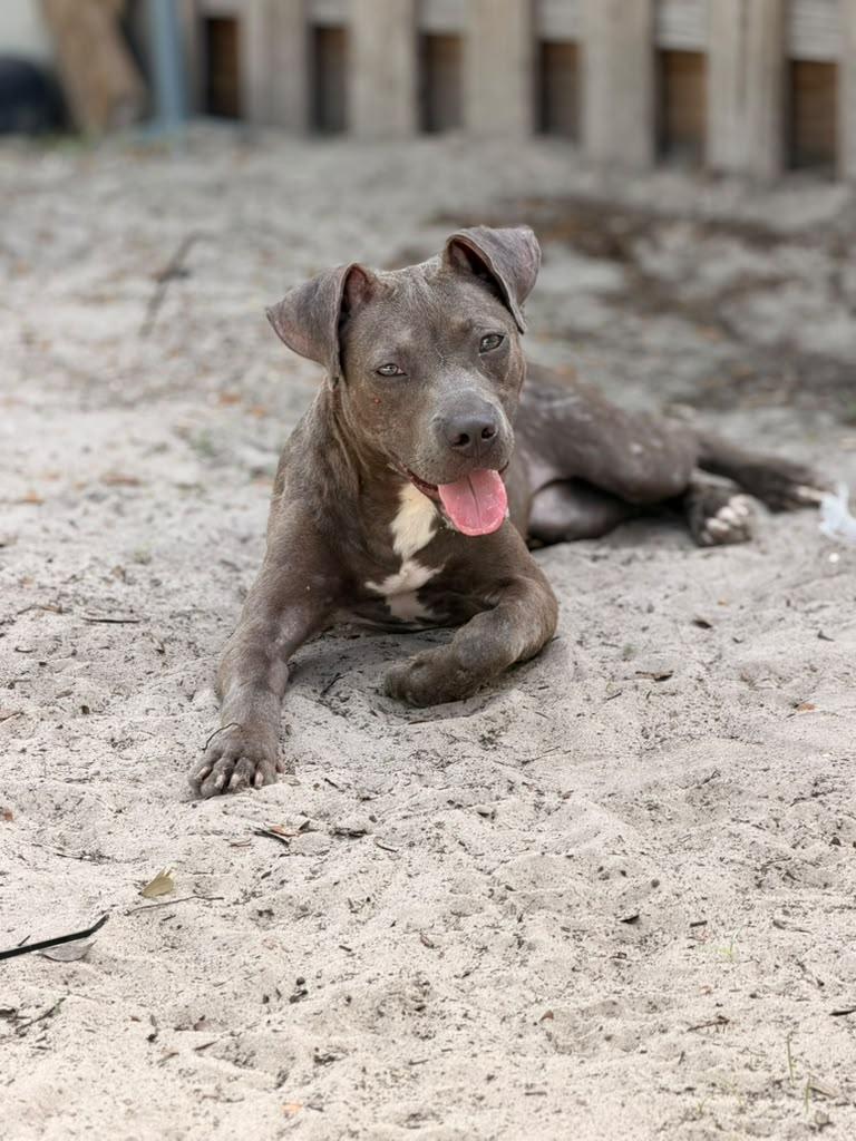 Enlarge Izma, a ADOPTABLE mixed breed in Tampa, FL image 2/3