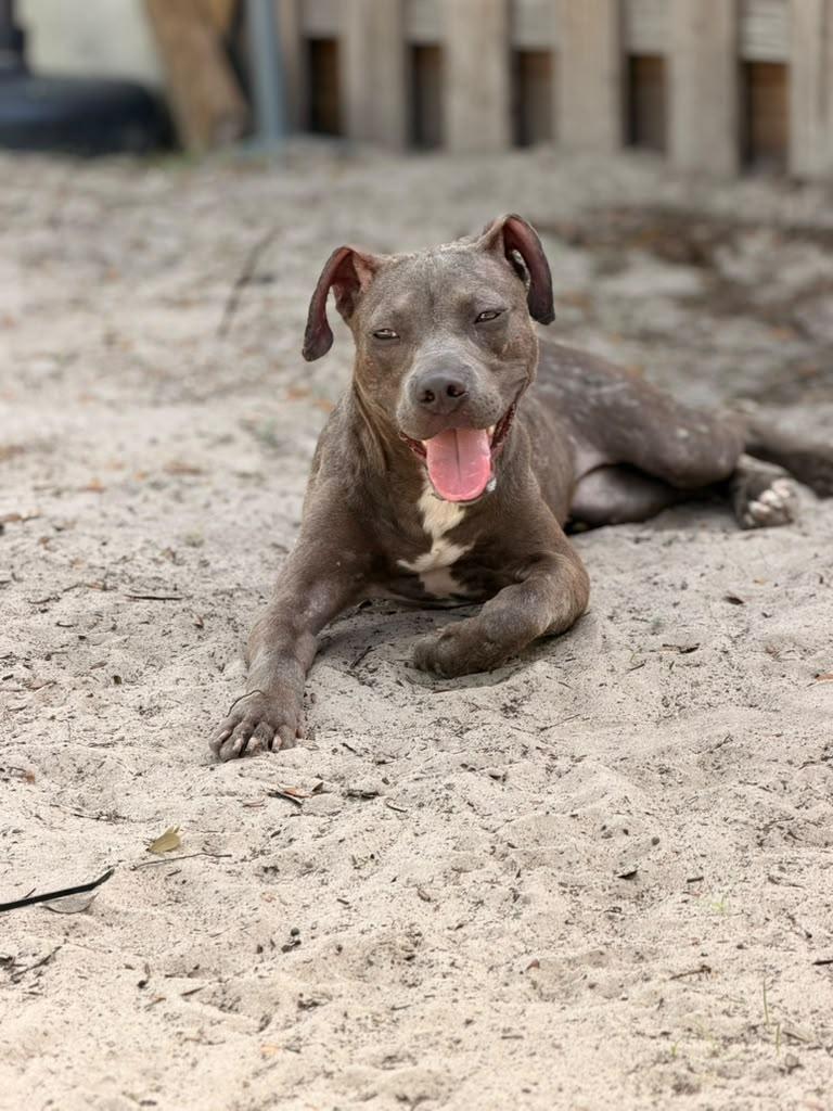 Izma, ADOPTABLE, Puppy Female Pit Bull Terrier.