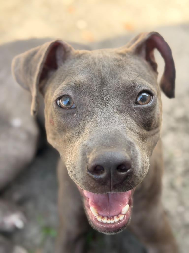 Enlarge Izma, a ADOPTABLE mixed breed in Tampa, FL image 3/3