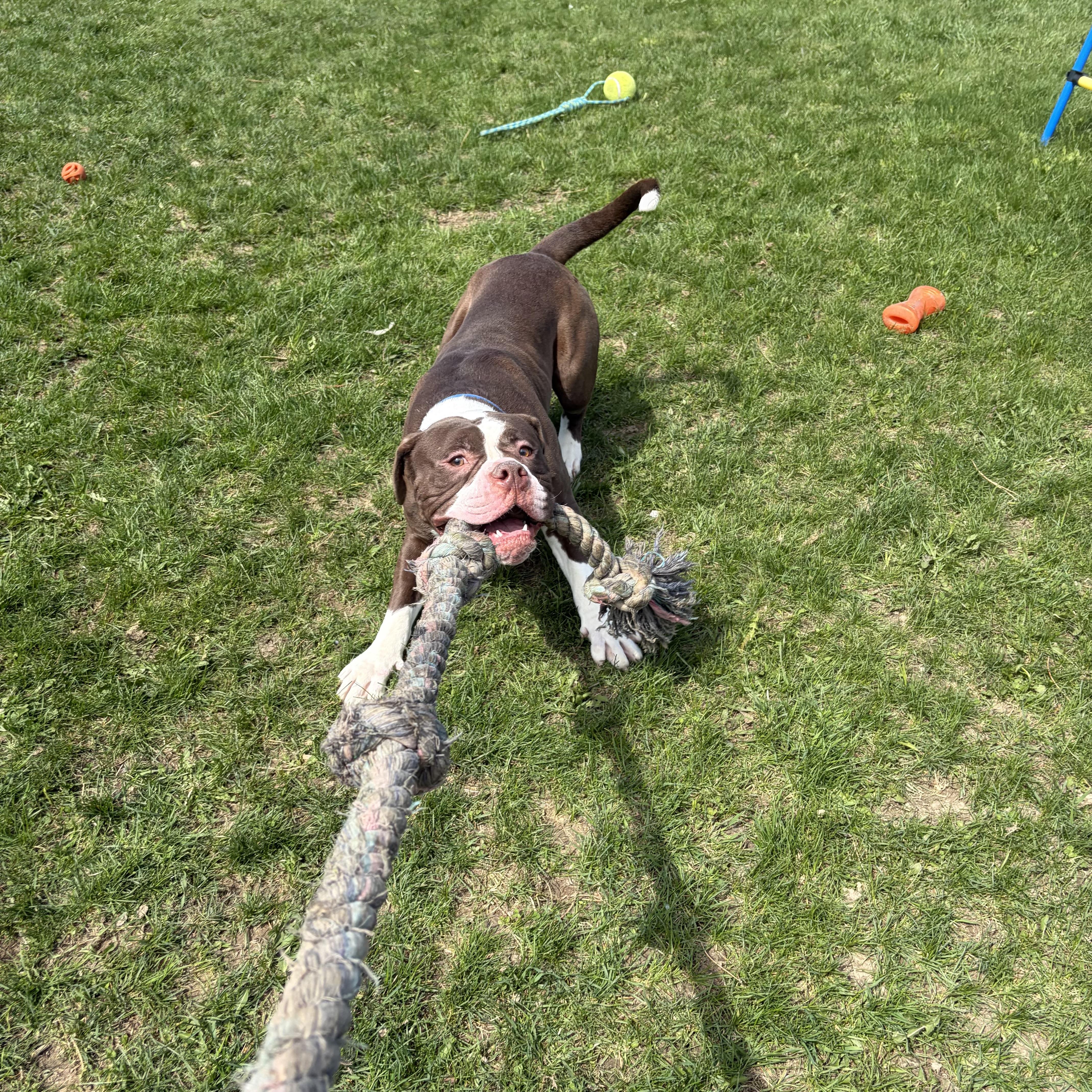 Enlarge Monty- Medical Foster, a ADOPTABLE American Bully in Mississauga, ON image 3/5
