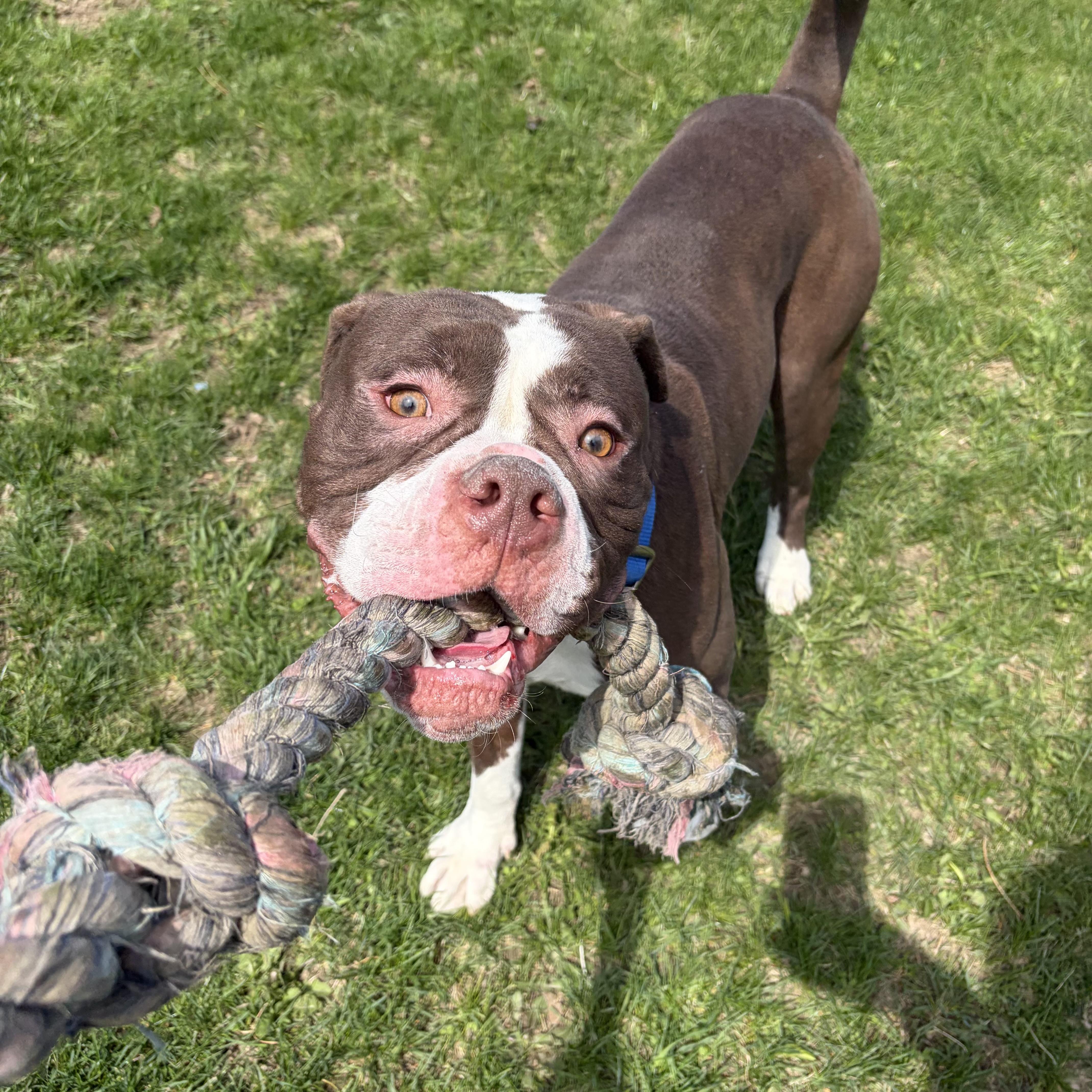 Enlarge Monty- Medical Foster, a ADOPTABLE American Bully in Mississauga, ON image 2/5