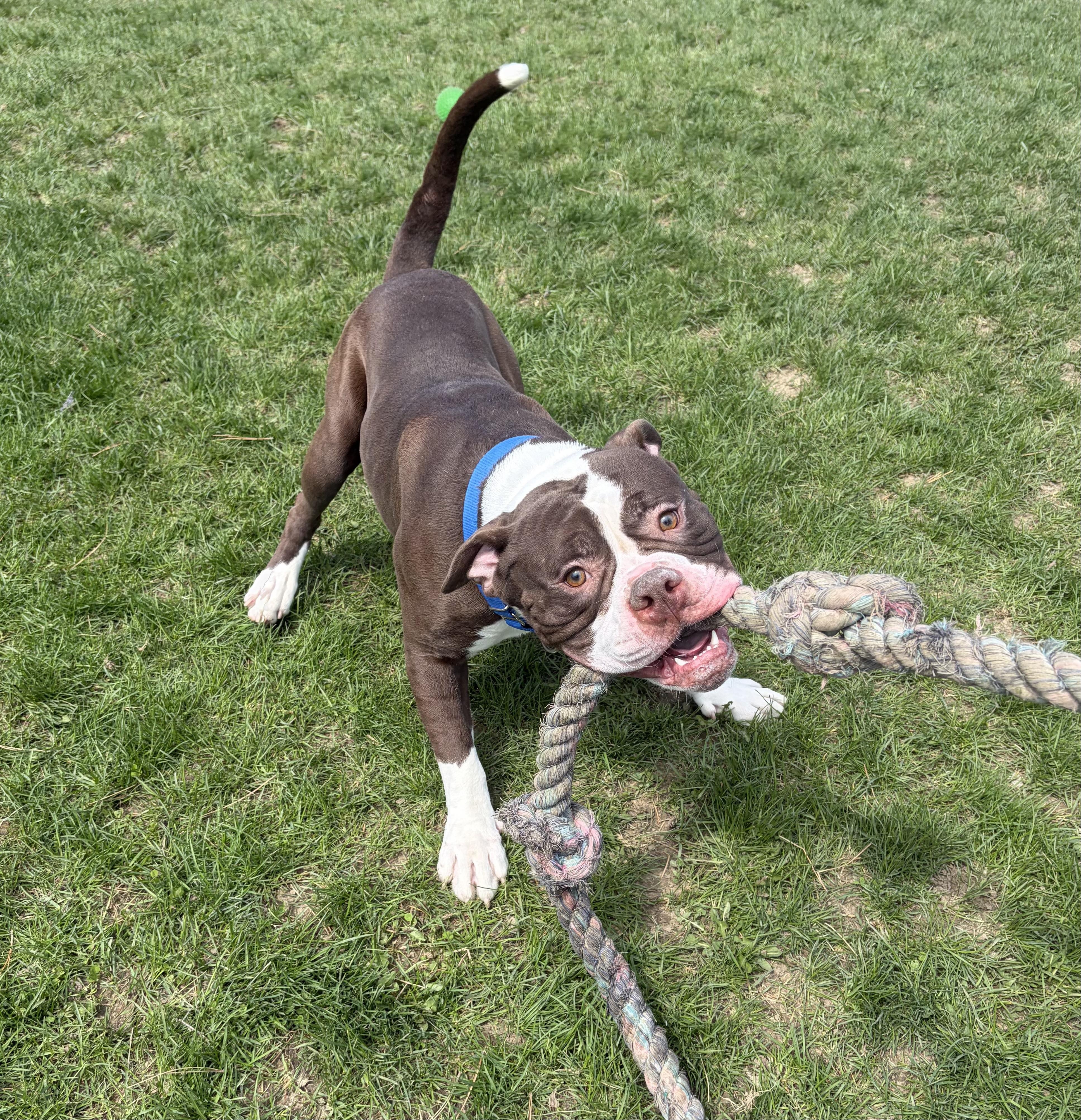Monty- Medical Foster, ADOPTABLE, Adult Male American Bully.