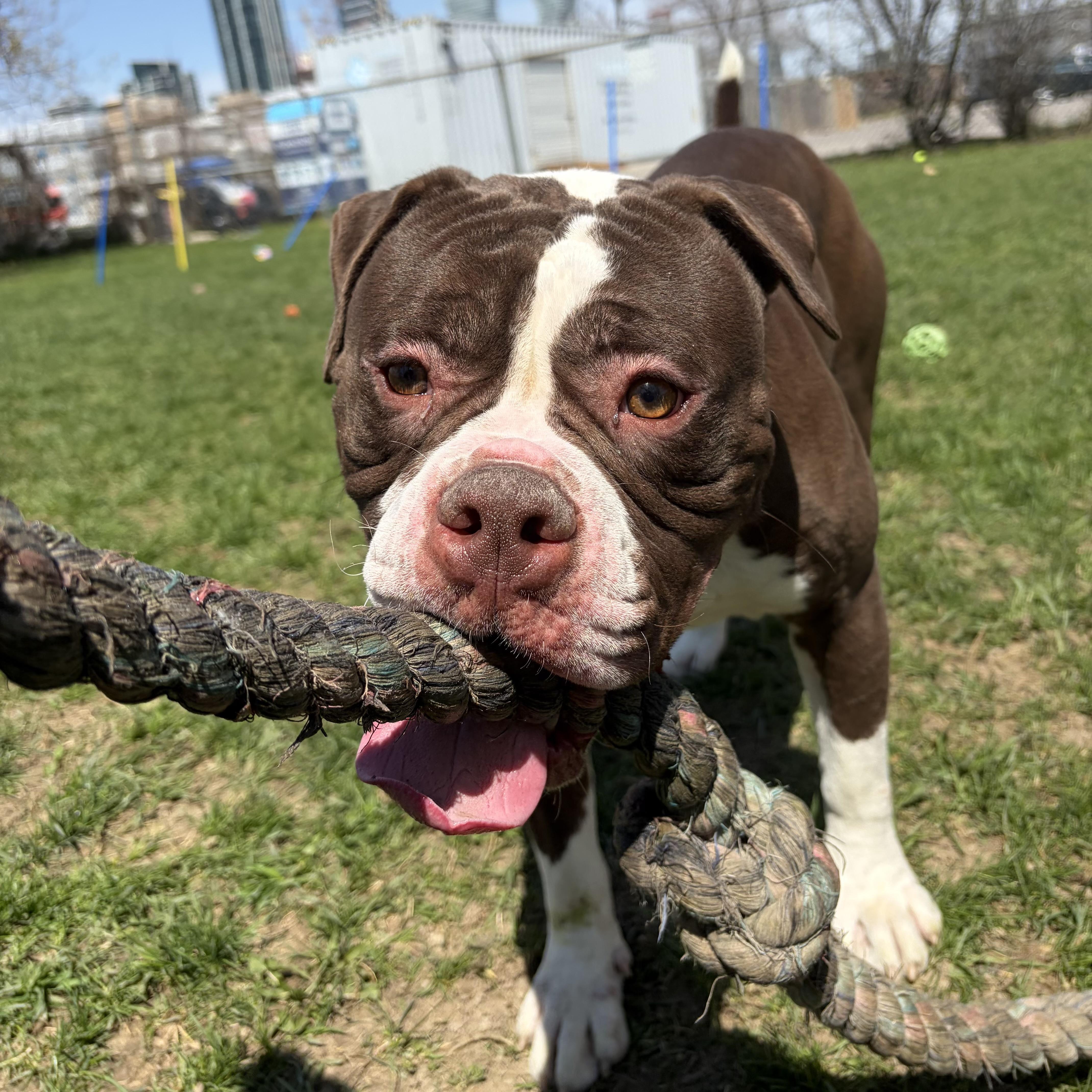 Enlarge Monty- Medical Foster, a ADOPTABLE American Bully in Mississauga, ON image 5/5