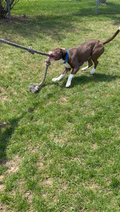 Enlarge Monty- Medical Foster, a ADOPTABLE American Bully in Mississauga, ON video 4/5