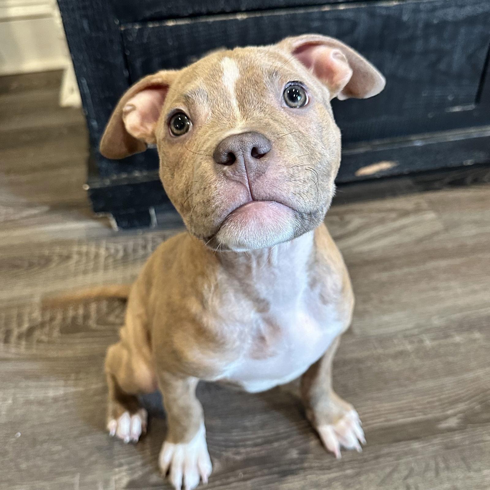 Duckie, Adoptable, Young Male American Staffordshire Terrier.