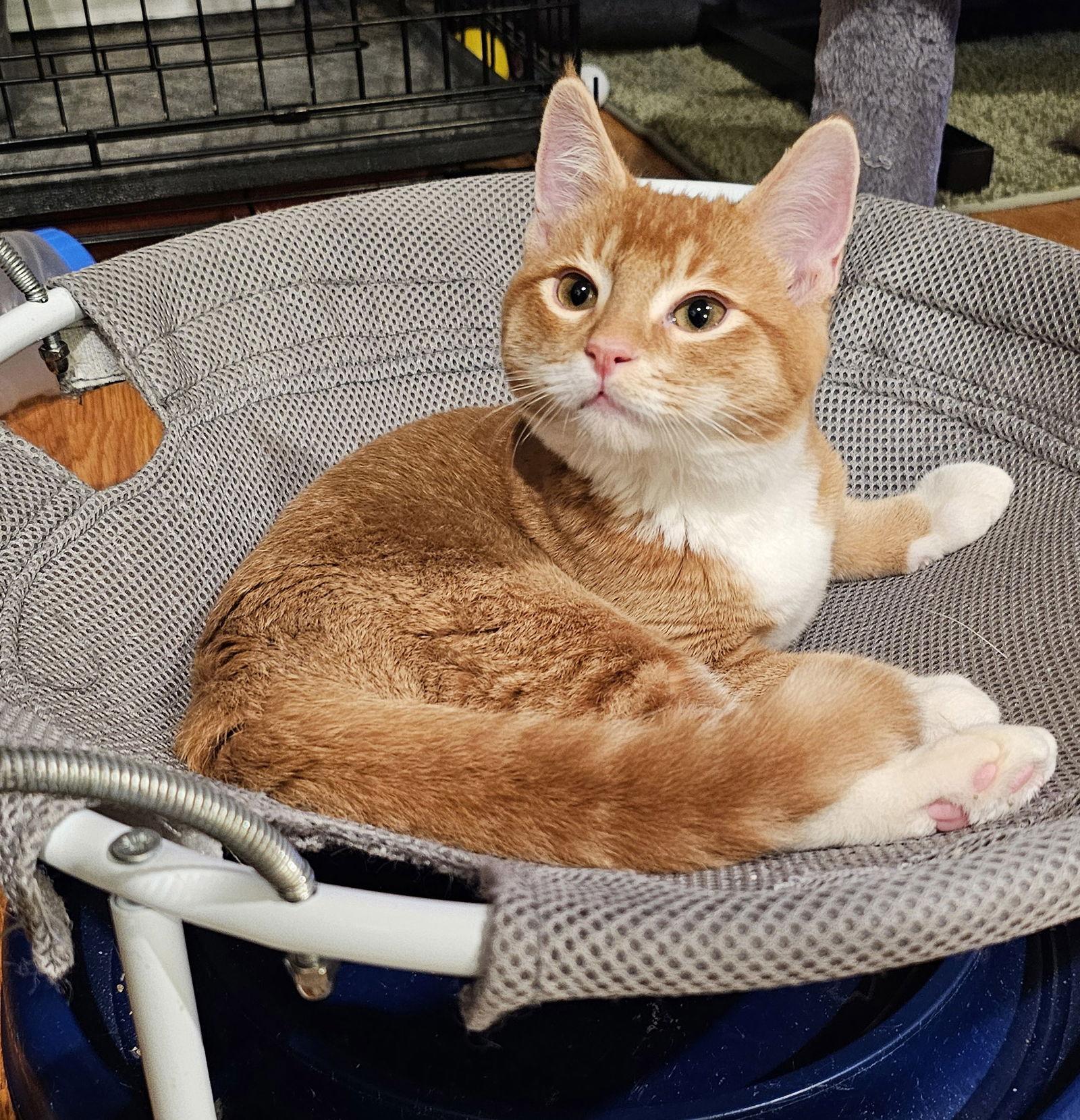 Usher, Adopted, Kitten Male Domestic Short Hair.