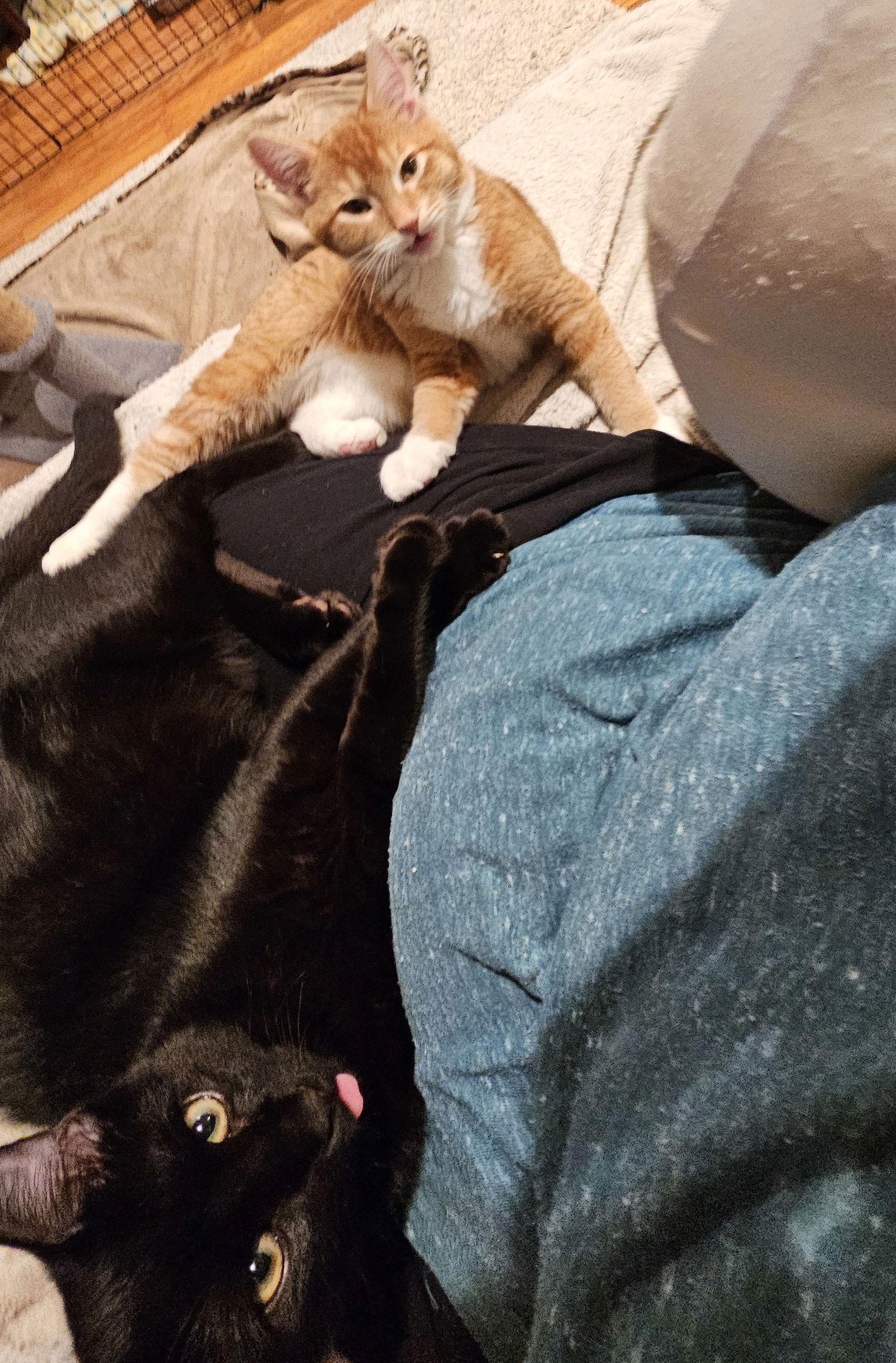 Enlarge Usher, a Adopted Domestic Short Hair in Mission Viejo, CA image 2/3