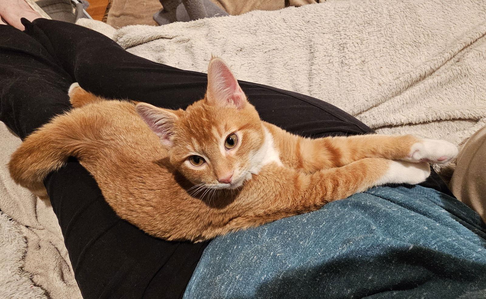 Enlarge Usher, a Adopted Domestic Short Hair in Mission Viejo, CA image 3/3