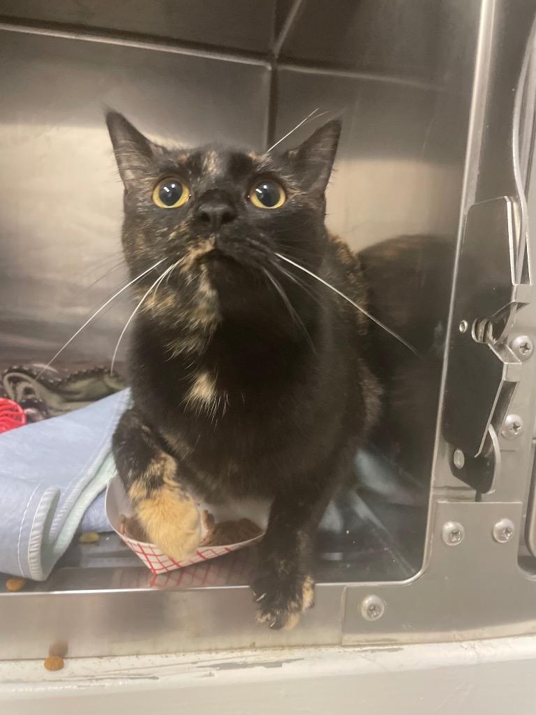 Mystical, Adoptable, Young Female Domestic Short Hair.