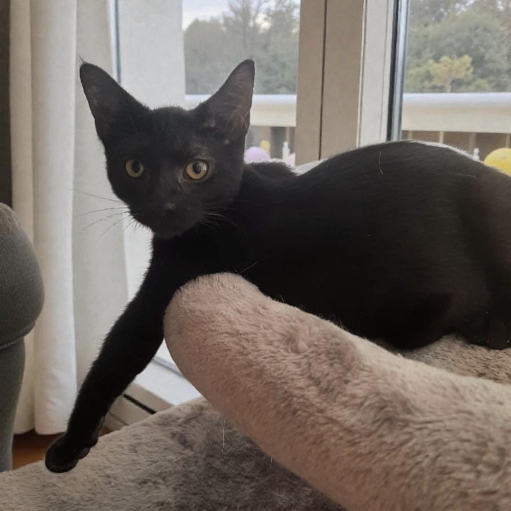 Zeus, Adoptable, Kitten Male Domestic Short Hair.