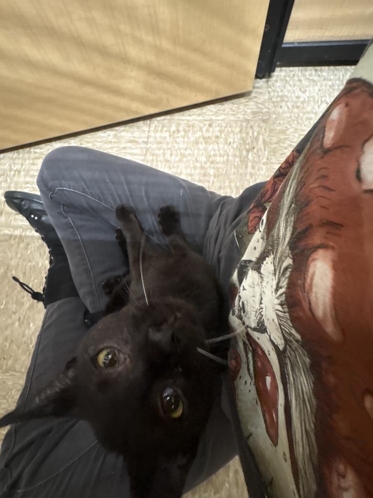 Enlarge Zeus, a Adoptable Domestic Short Hair in Wilson, NC image 2/3