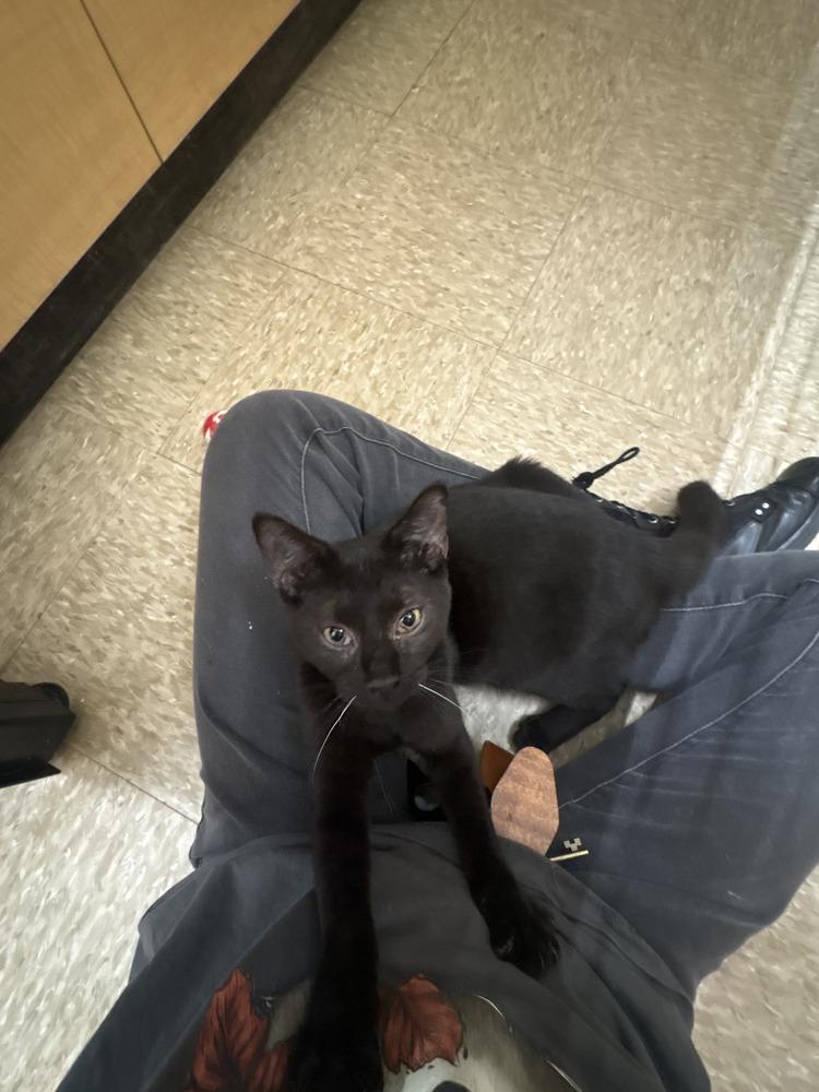 Enlarge Zeus, a Adoptable Domestic Short Hair in Wilson, NC image 3/3