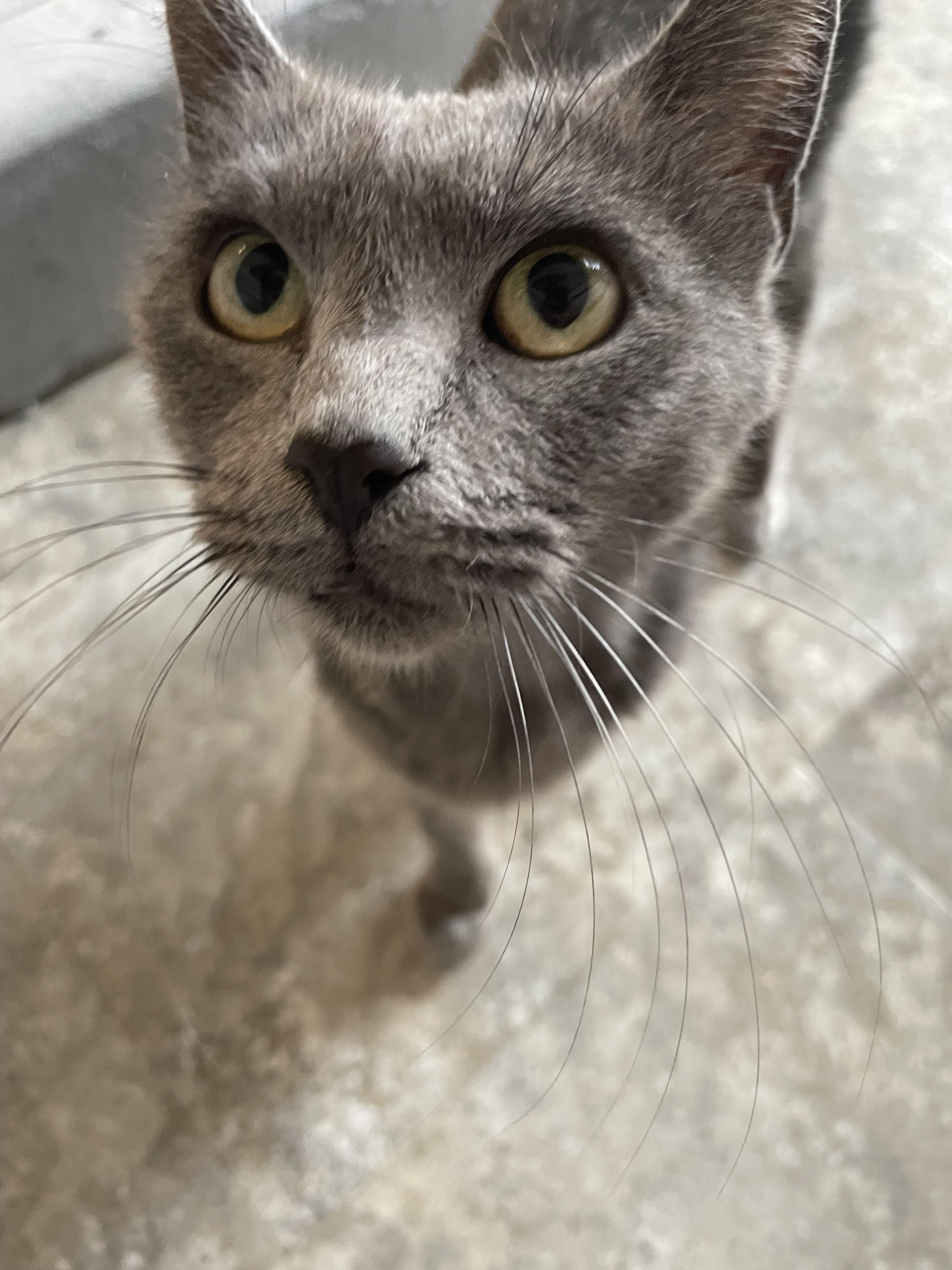 Chrissy, Adoptable, Adult Female Domestic Short Hair.