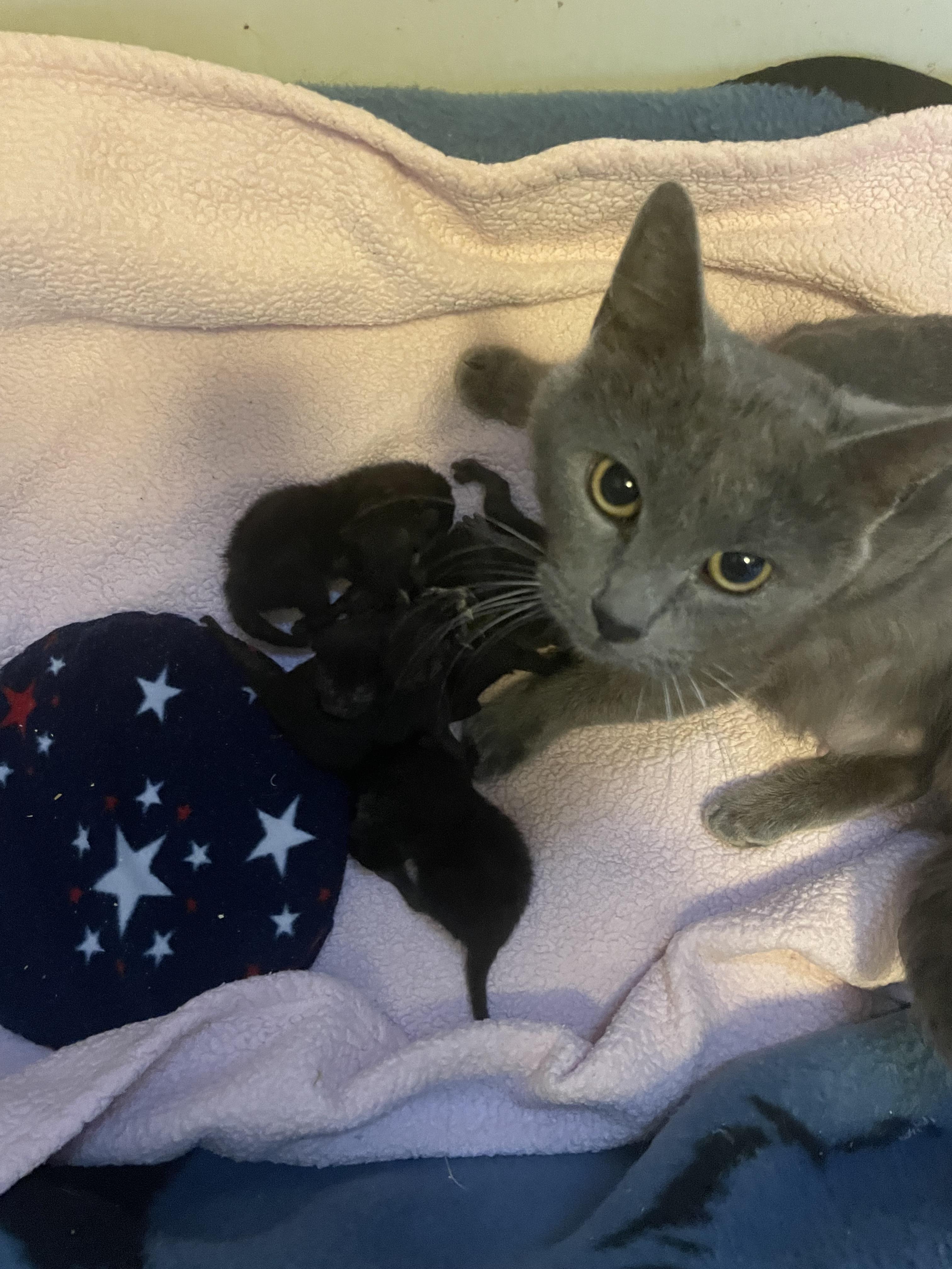 Enlarge Chrissy, a Adoptable Domestic Short Hair in Watonga, OK image 2/3