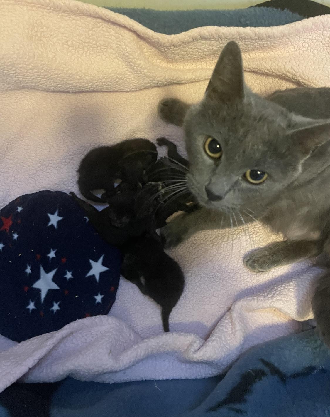 Enlarge Chrissy, a Adoptable Domestic Short Hair in Watonga, OK image 3/3