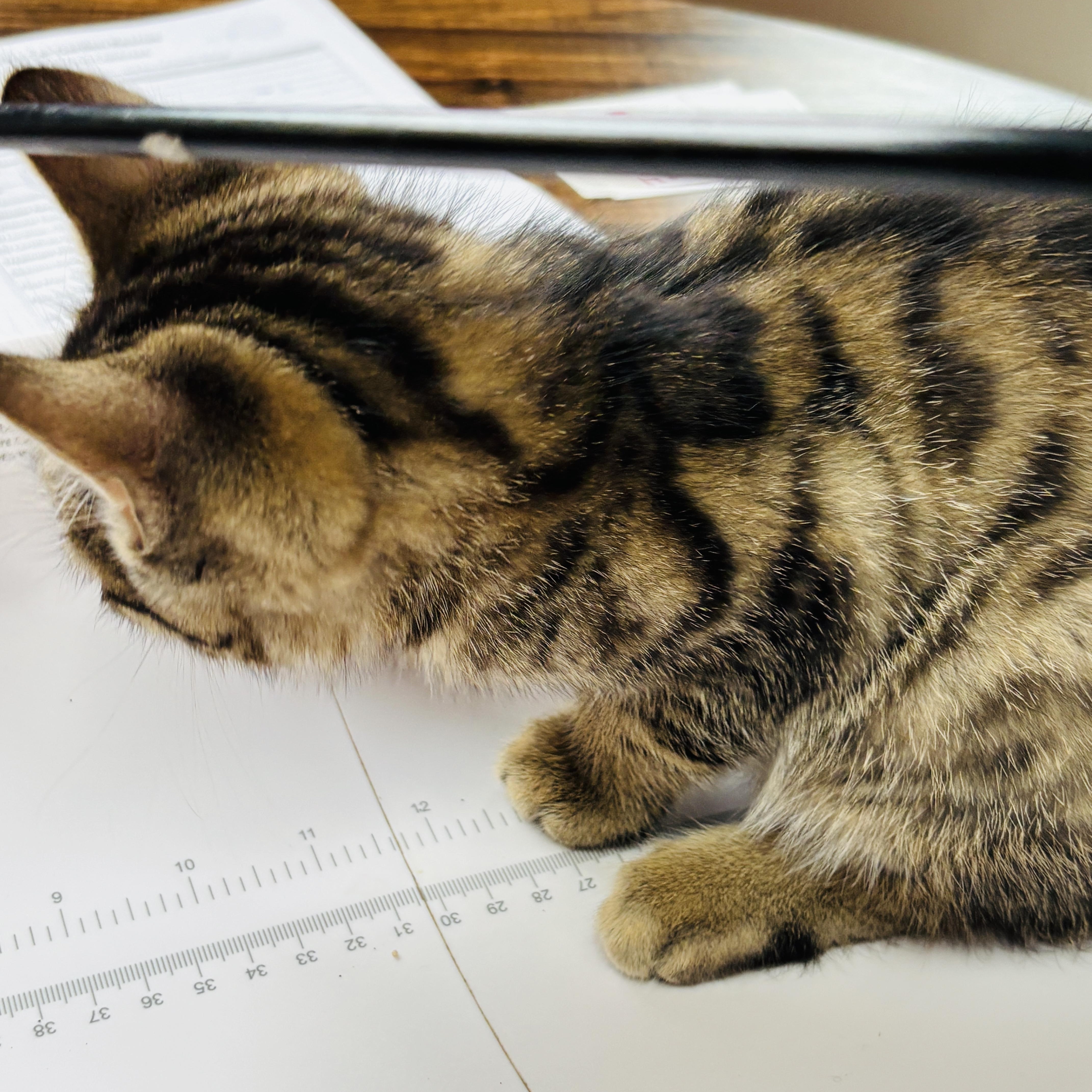 Enlarge Jaguar, a Adoptable Oriental Tabby in Pinole, CA image 2/5