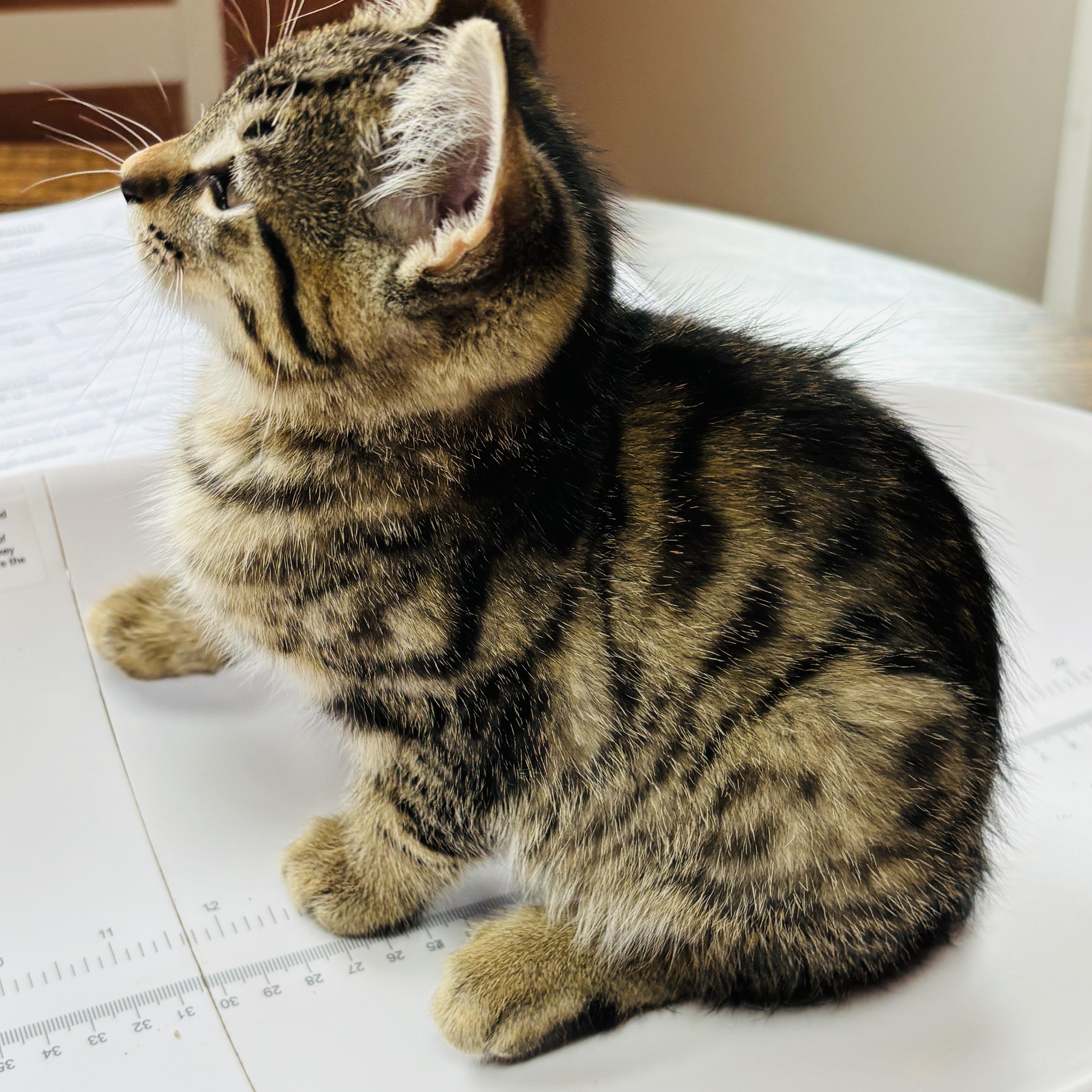 Enlarge Jaguar, a Adoptable Oriental Tabby in Pinole, CA image 3/5