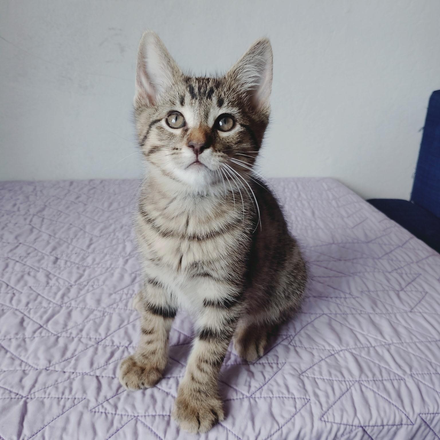 Enlarge Jaguar, a Adoptable Oriental Tabby in Pinole, CA image 4/5