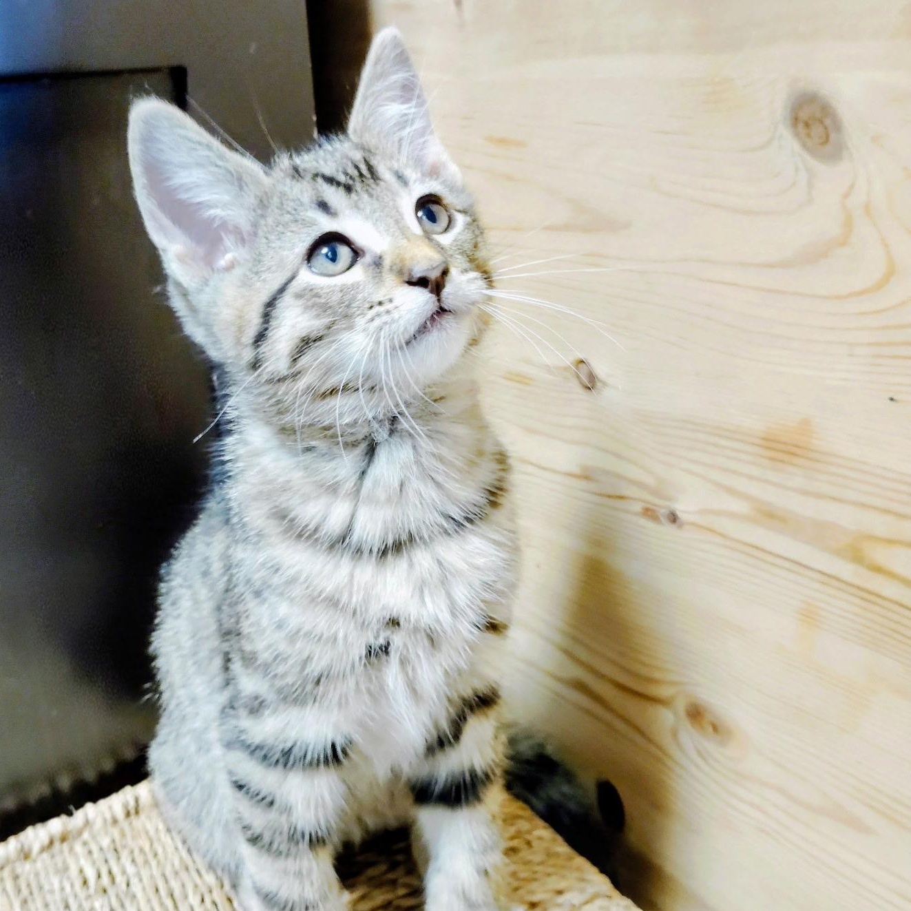 Enlarge Jaguar, a Adoptable Oriental Tabby in Pinole, CA image 5/5