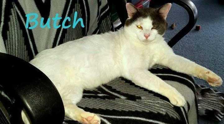 Butch, Adoptable, Adult Male Domestic Short Hair.