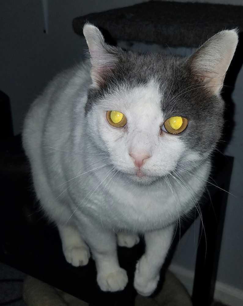 Enlarge Butch, a Adoptable mixed breed in Campobello, SC image 2/3