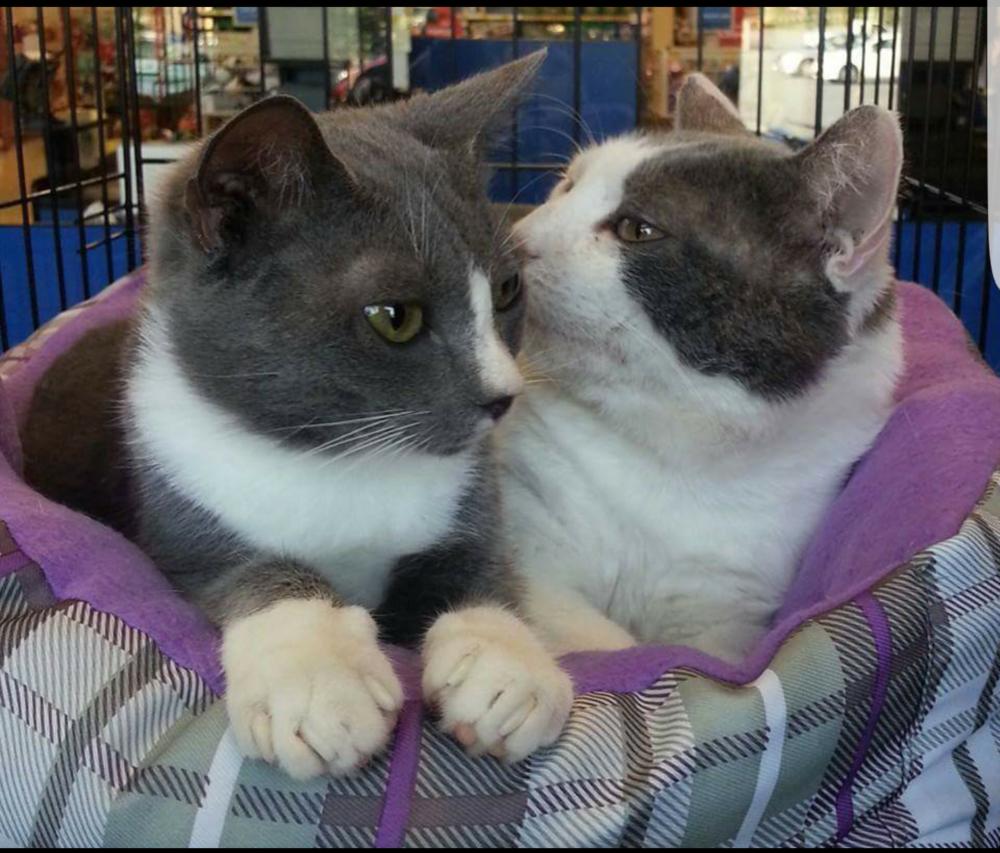 Enlarge Butch, a Adoptable mixed breed in Campobello, SC image 3/3