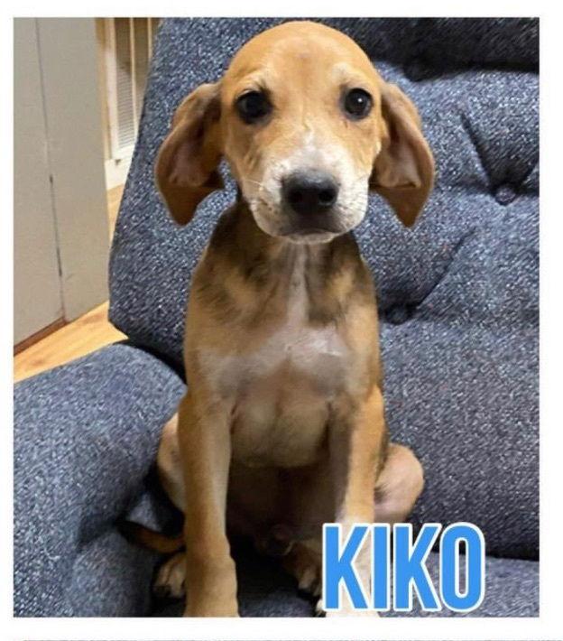 Kiko, Adoptable, Puppy Male Whippet & Australian Cattle Dog / Blue Heeler.