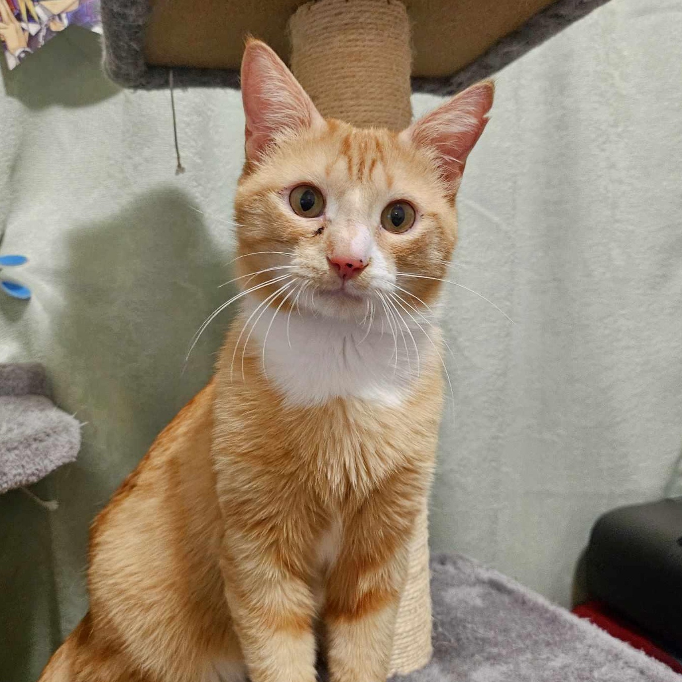 Jiminy (FIV+), Adoptable, Young Male Domestic Short Hair & Tabby.