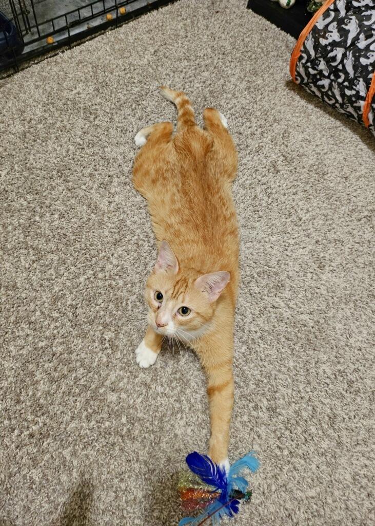 Enlarge Jiminy (FIV+), a Adoptable mixed breed in Lemont, IL image 3/4