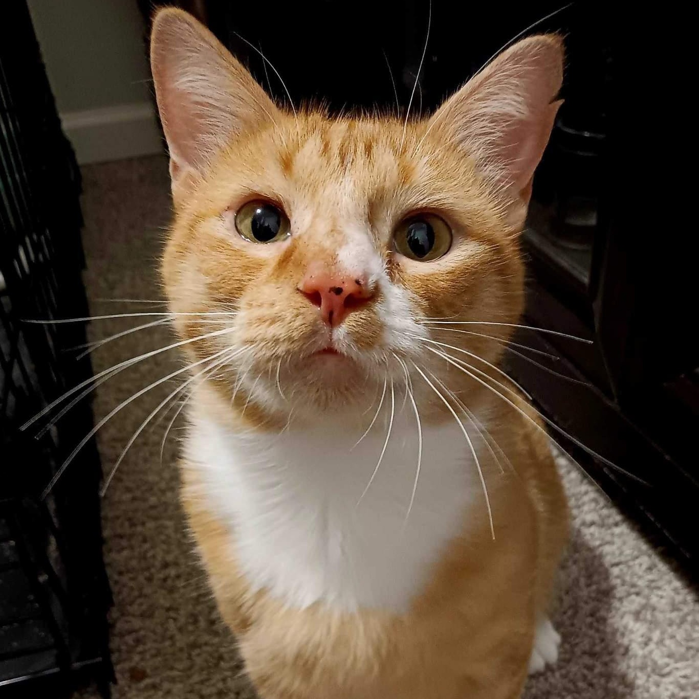 Enlarge Jiminy (FIV+), a Adoptable mixed breed in Lemont, IL image 1/4