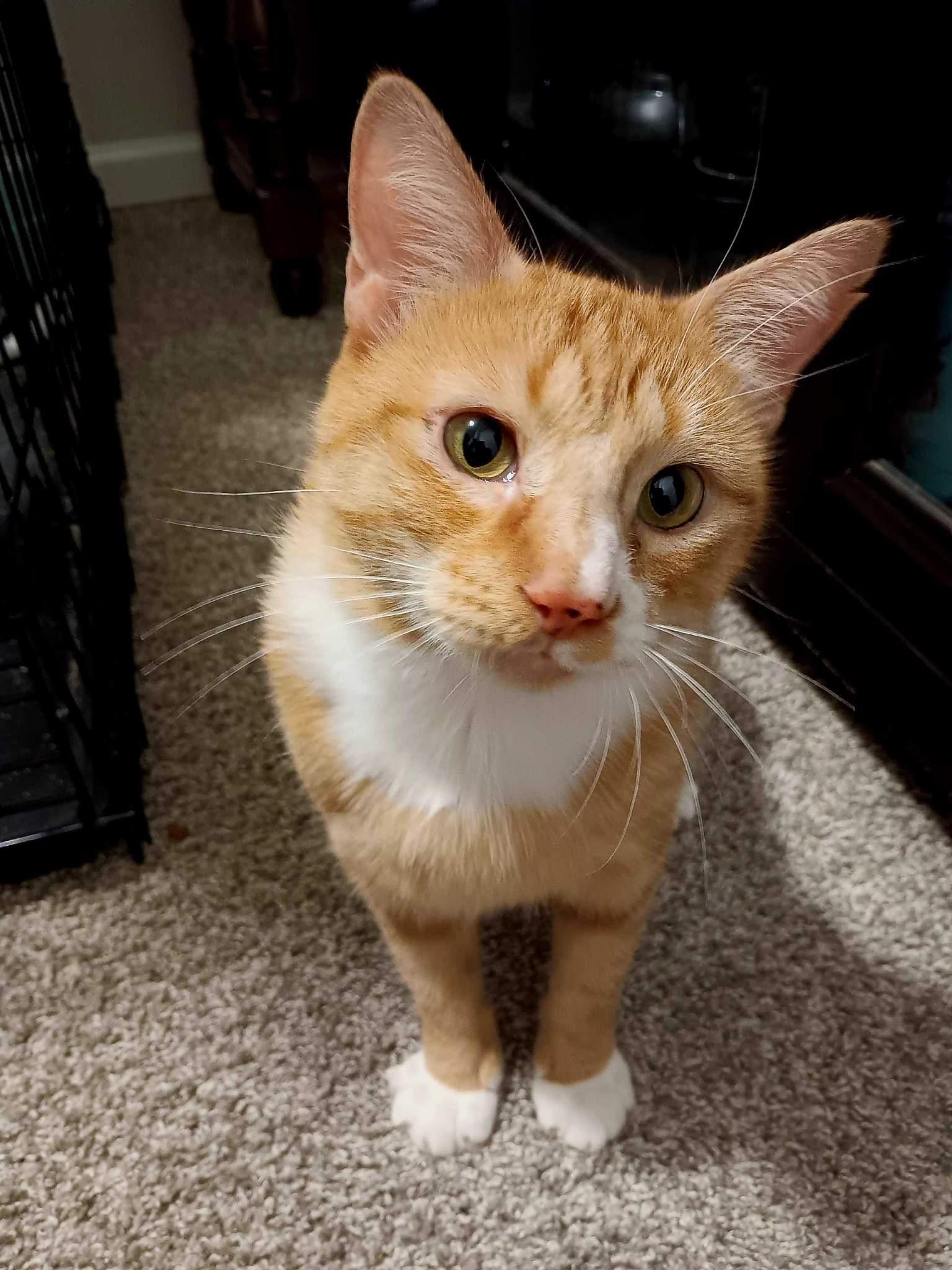 Enlarge Jiminy (FIV+), a Adoptable mixed breed in Lemont, IL image 4/4