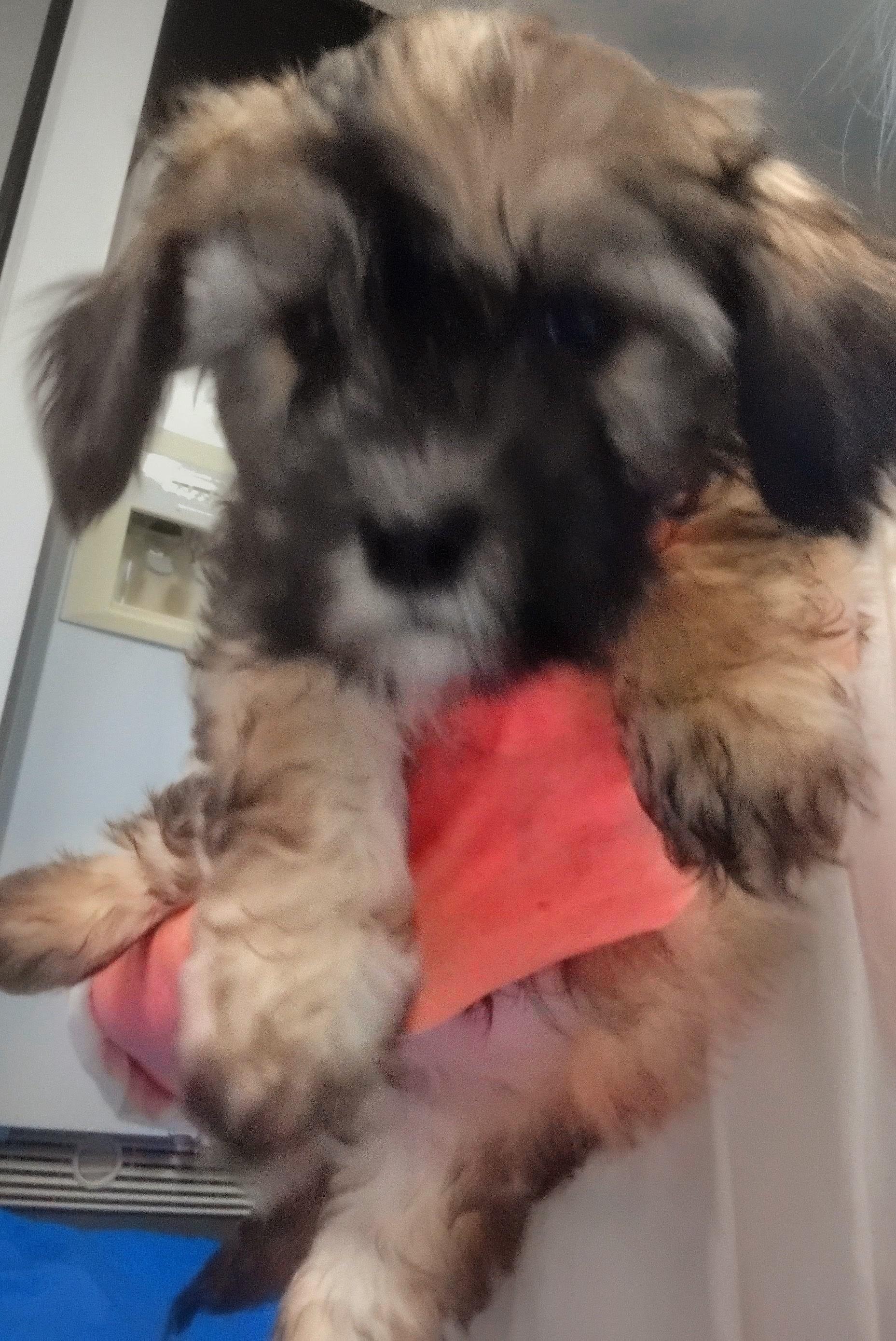 Laser, a ADOPTABLE Maltipoo in Los Angeles, CA image 2/2
