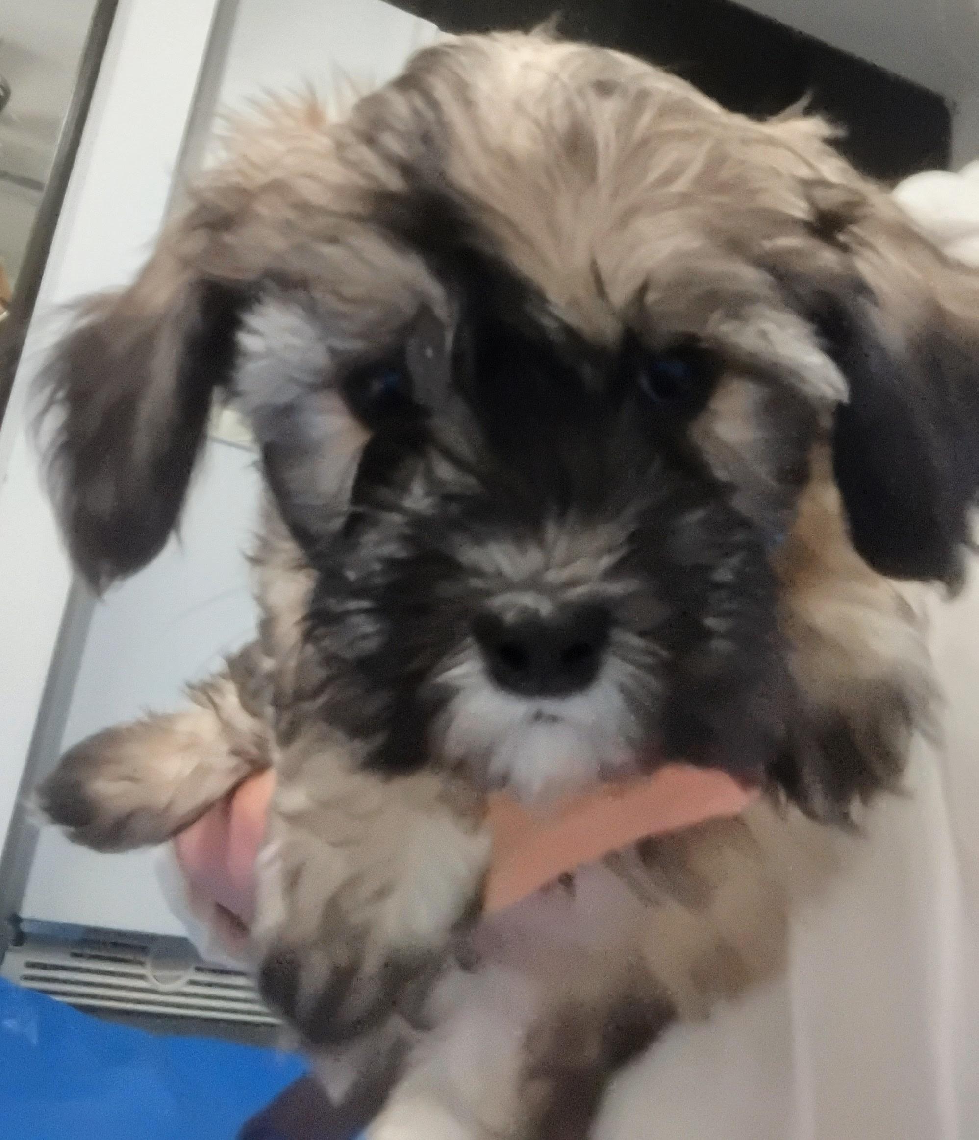 Laser, ADOPTABLE, Puppy Male Maltipoo.