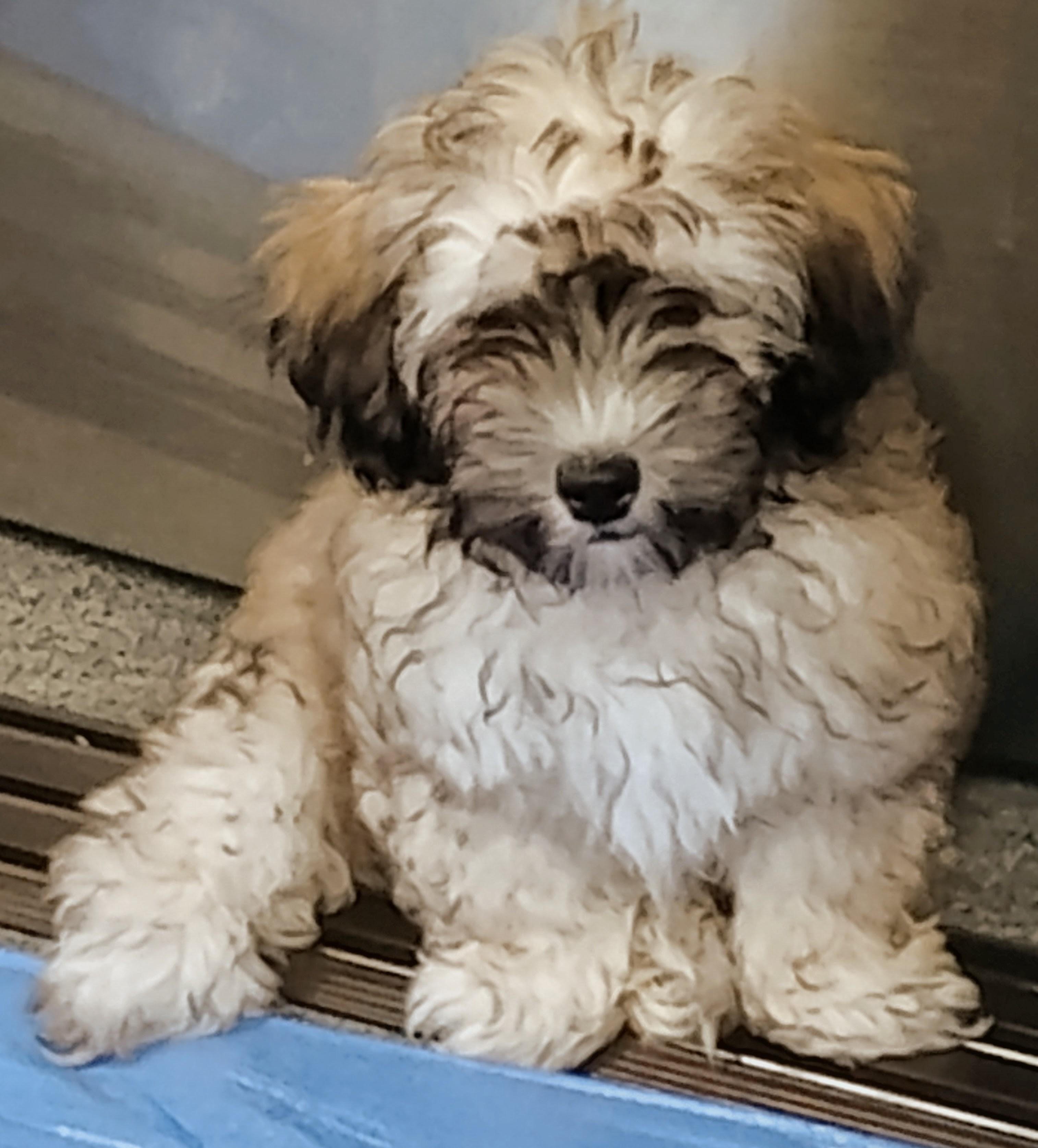 Laser, ADOPTABLE, Puppy Male Maltipoo.