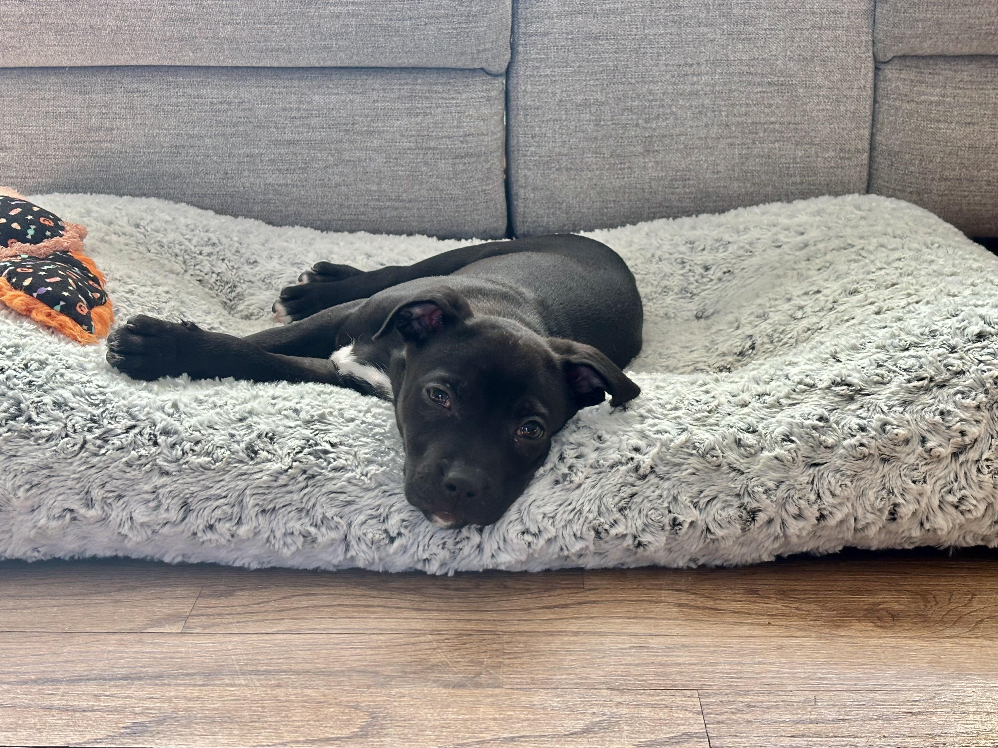 Enlarge Grasshopper, an adopted mixed breed in Calverton, NY image 4/6