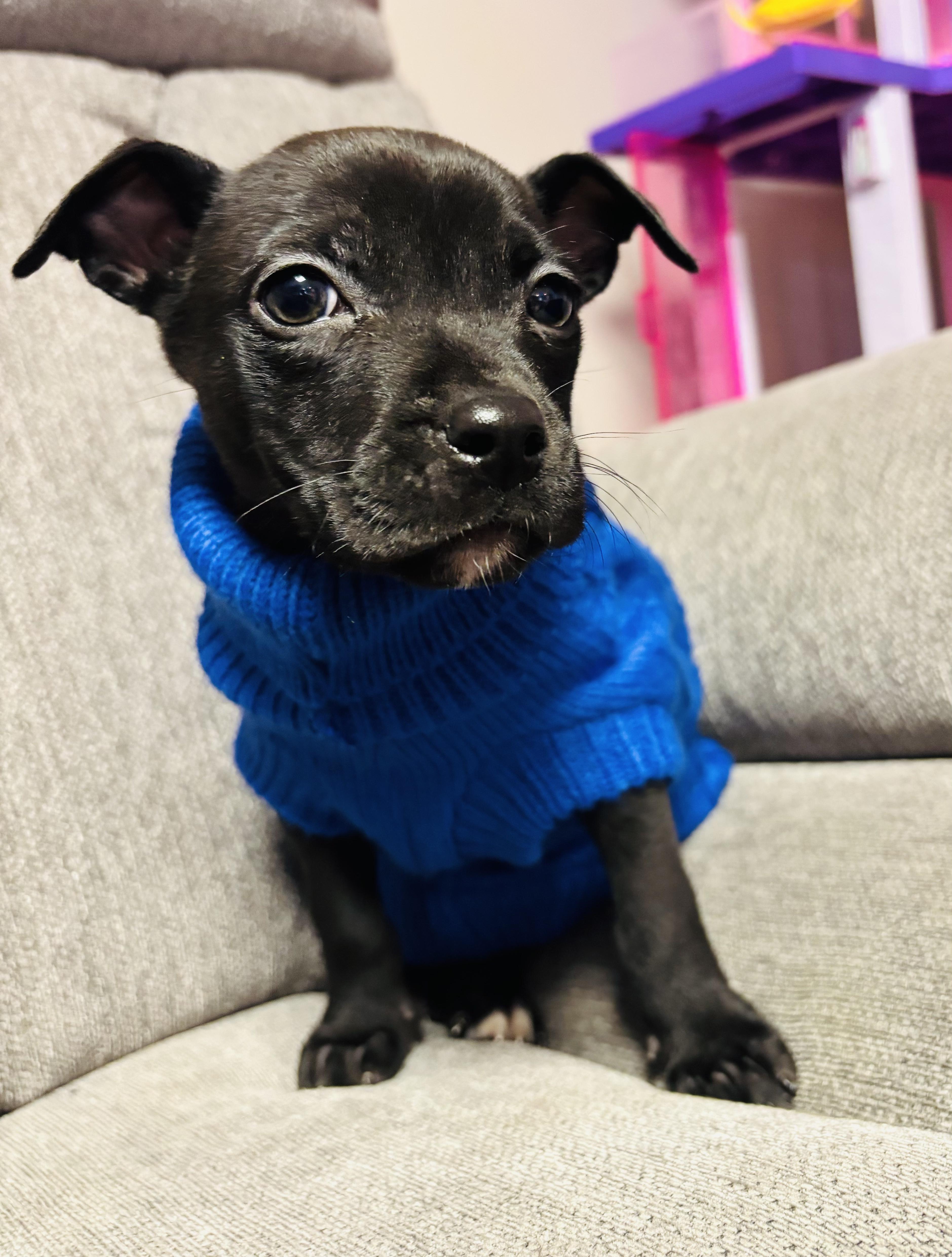 Enlarge Grasshopper, an adopted mixed breed in Calverton, NY image 6/6