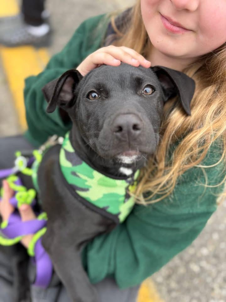 Grasshopper, adopted, Puppy Male Labrador Retriever.