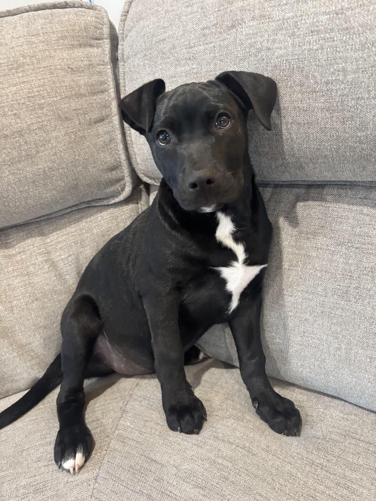 Enlarge Grasshopper, an adopted mixed breed in Calverton, NY image 3/6