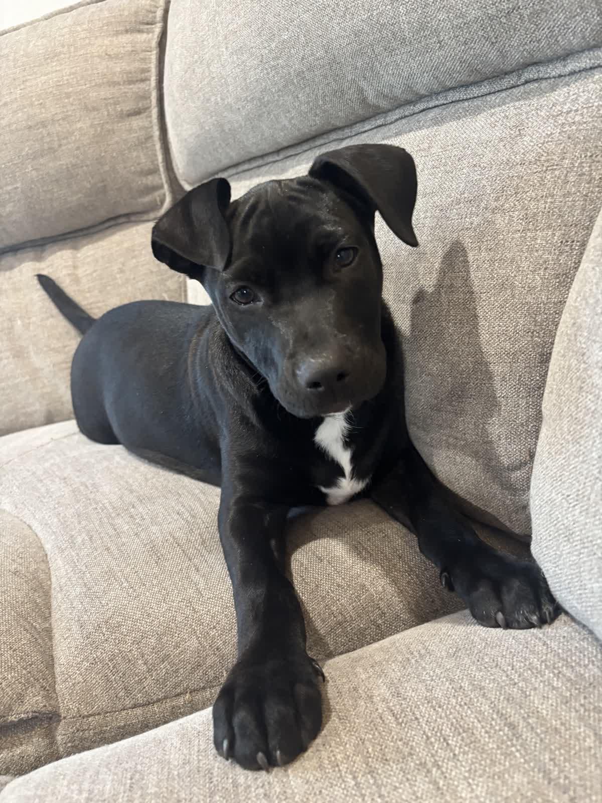 Enlarge Grasshopper, an adopted mixed breed in Calverton, NY image 2/6