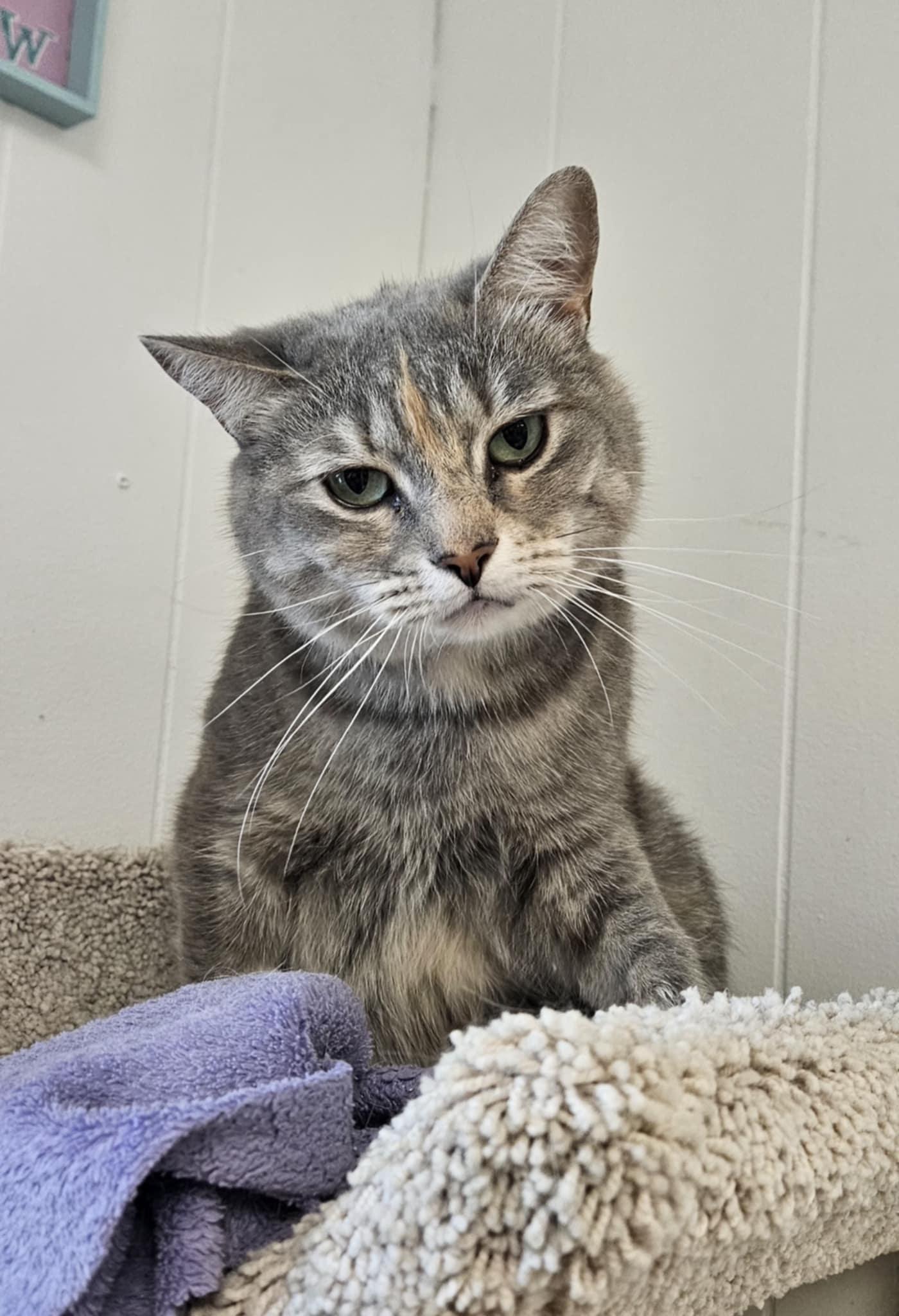 Sugar, an adoptable Domestic Short Hair in Wapakoneta, OH, 45895 | Photo Image 1