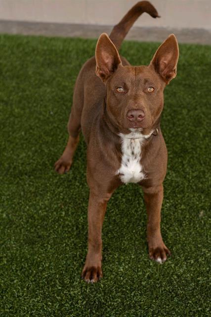 PINTO, Adoptable, Young Male Labrador Retriever & Pit Bull Terrier.